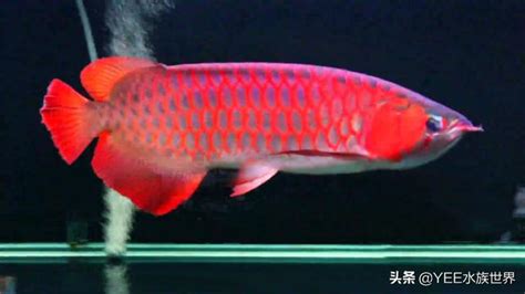 極品紅龍魚